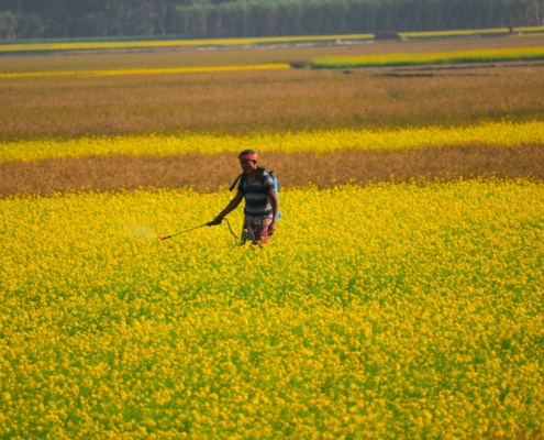 a person in a field of yellow flowers