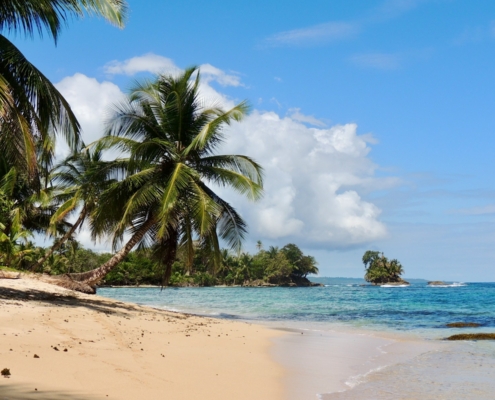 palm tree on beach shore during daytime