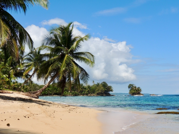 palm tree on beach shore during daytime